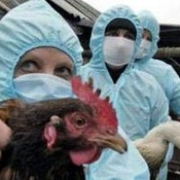 Opatrenia - vtáčia chrípka 1